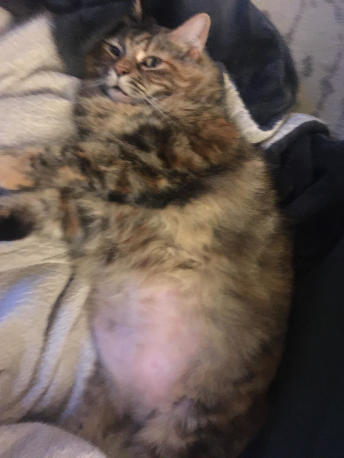 Meet Mrs. Beesleys. My newly adopted 8 year old chonker.