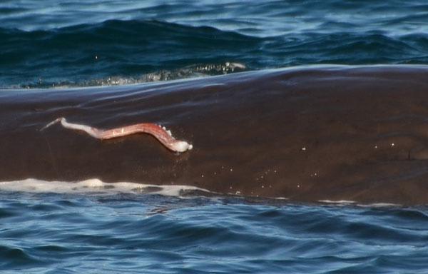 A sperm whale surfaced from the deep off the coast of New Zealand with the remains of a giant squid tentacle on the side of his head. The tentacle is attached to the whale's skin by a tentacle claw as a result of a fierce battle.