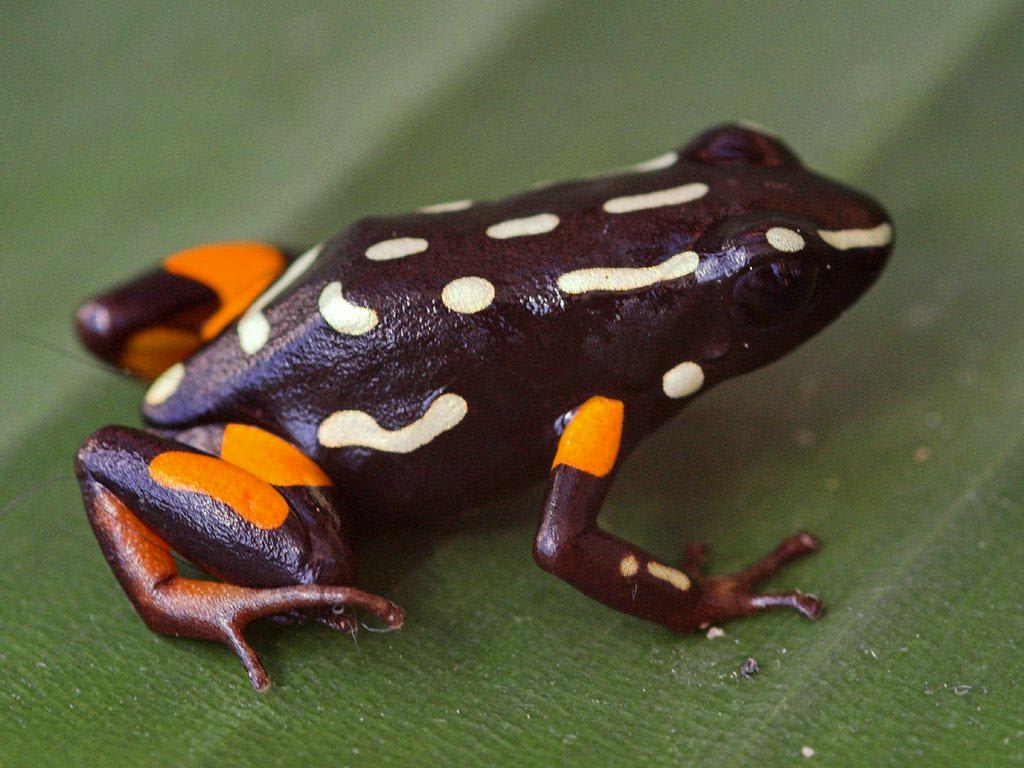 This nutty boy is the Brazil-Nut Poison Frog! (Adelphobates castaneoticus) This frog lays its eggs in the husks of Brazil nuts! Brazil nuts fall off trees and get eaten by animals, leaving an empty husk behind. When this husk fills with water it creates a safe and moist environment for the eggs!