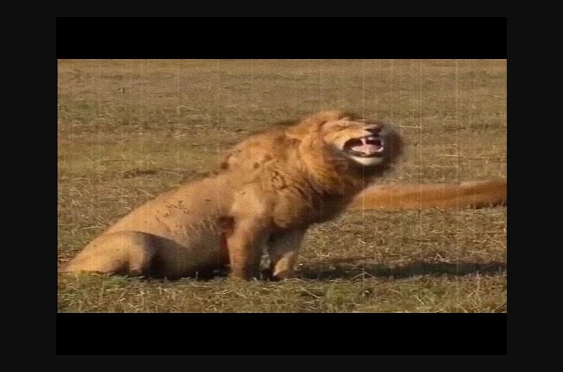 Mix Lion Man Kevin Richardson Pet Lion Backyard Games Battle