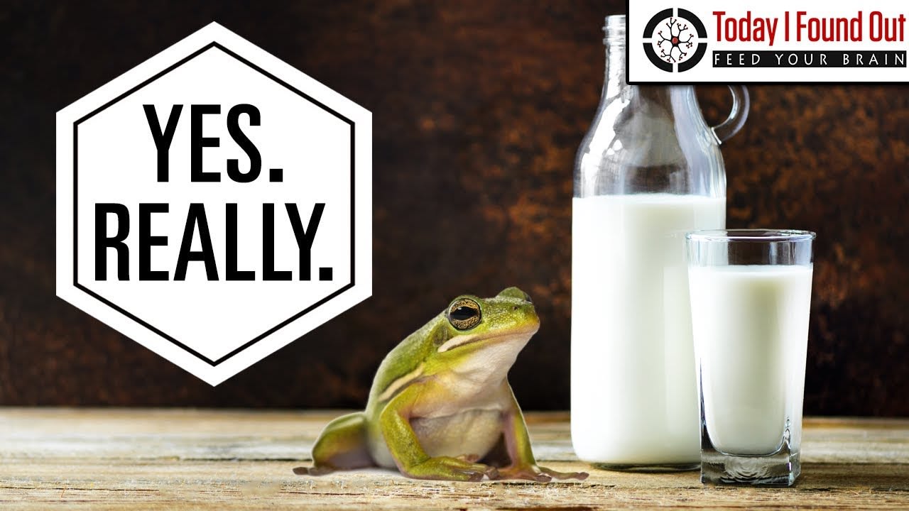 That Time People Put Frogs in Unrefrigerated Milk to Keep it From Spoiling