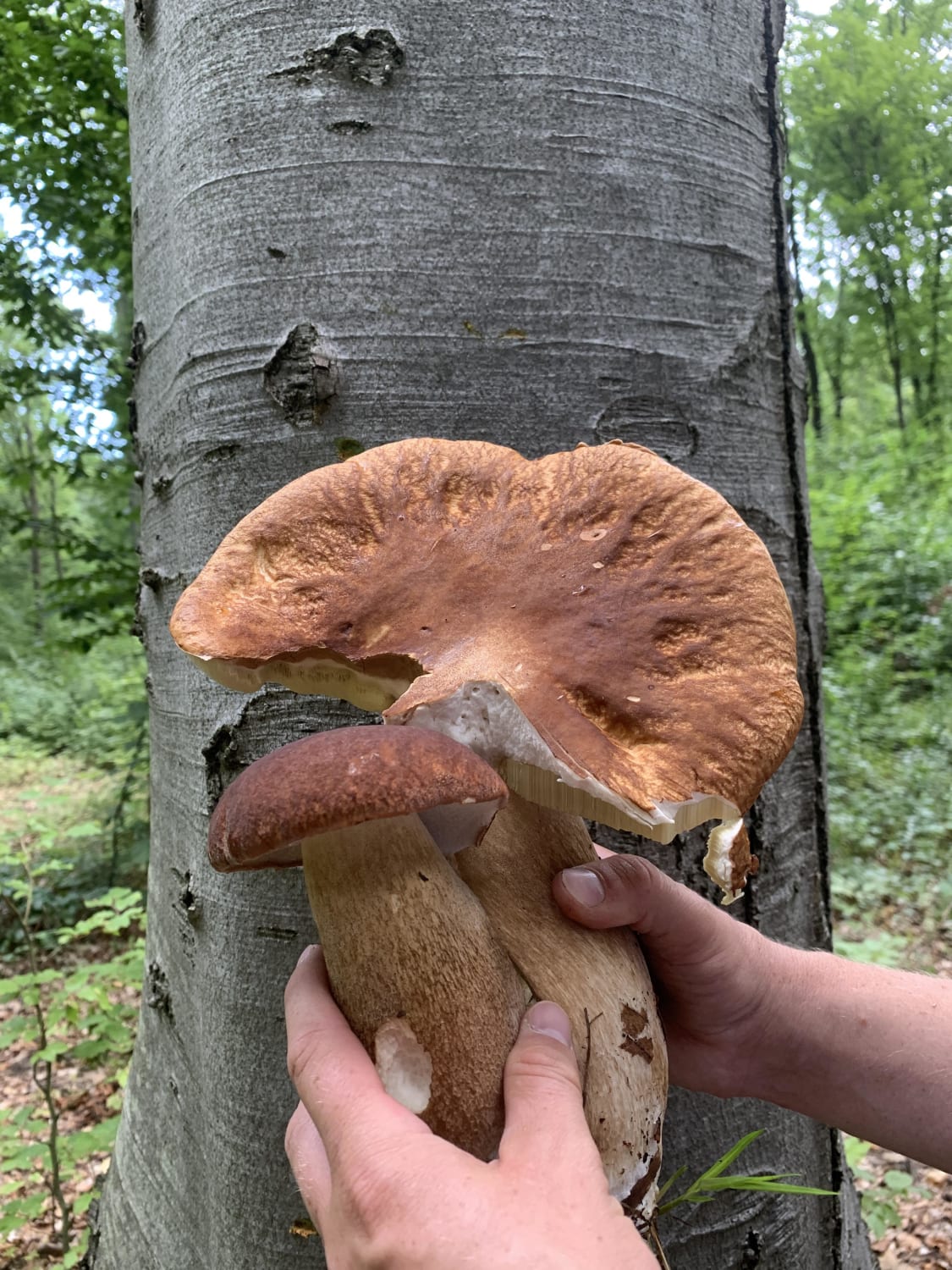 Bolete mushrooms, end of August.