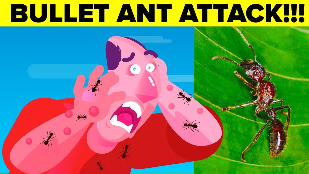 Most Painful Insect Bite A Human Can Experience - Bullet Ants