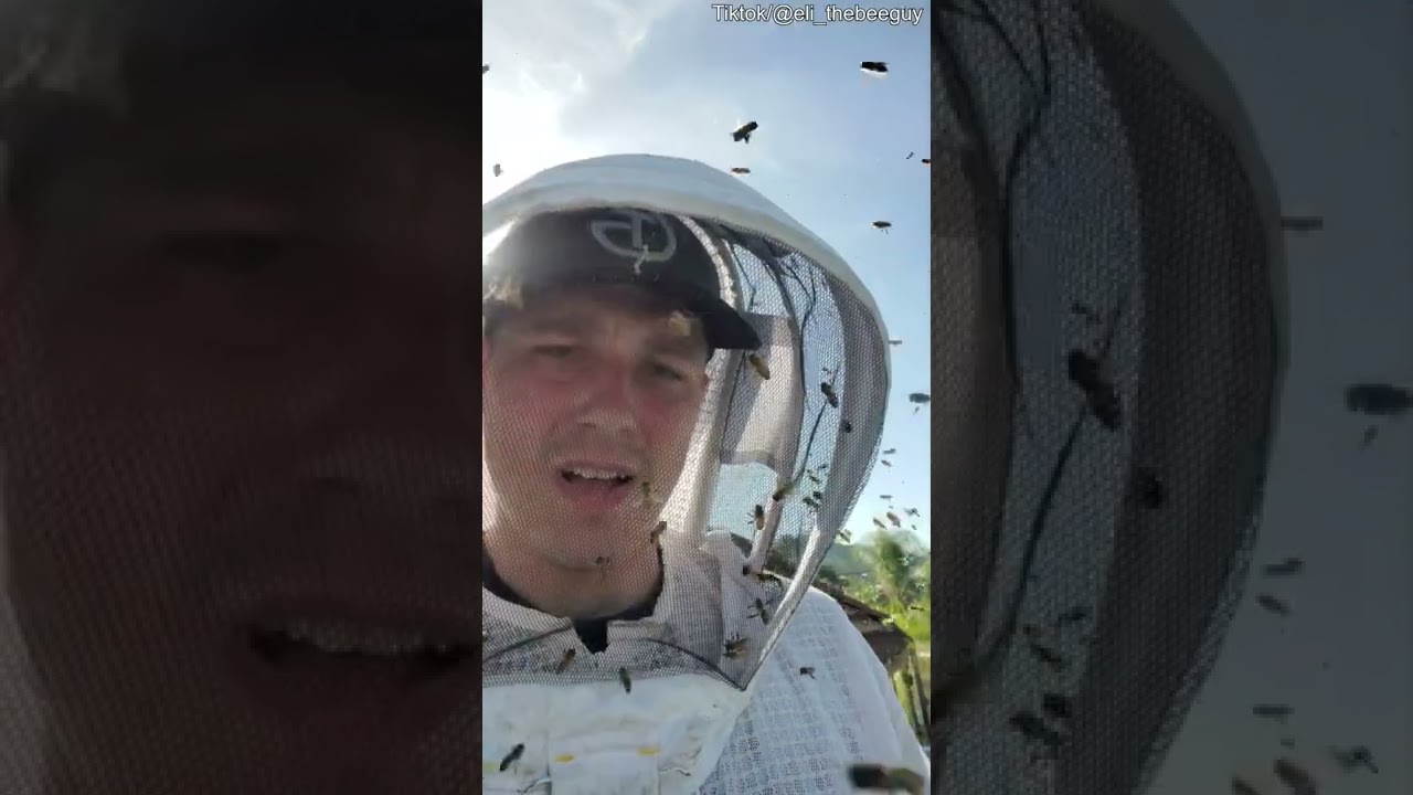 Professional Removes a Beehive From a 3rd Story Apartment Roof || ViralHog