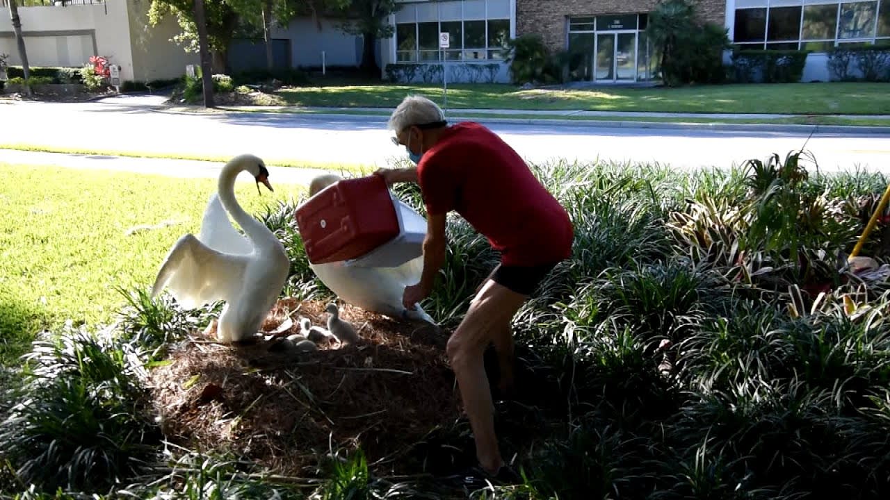 Baby Swans Reunite With Family After Being Taken