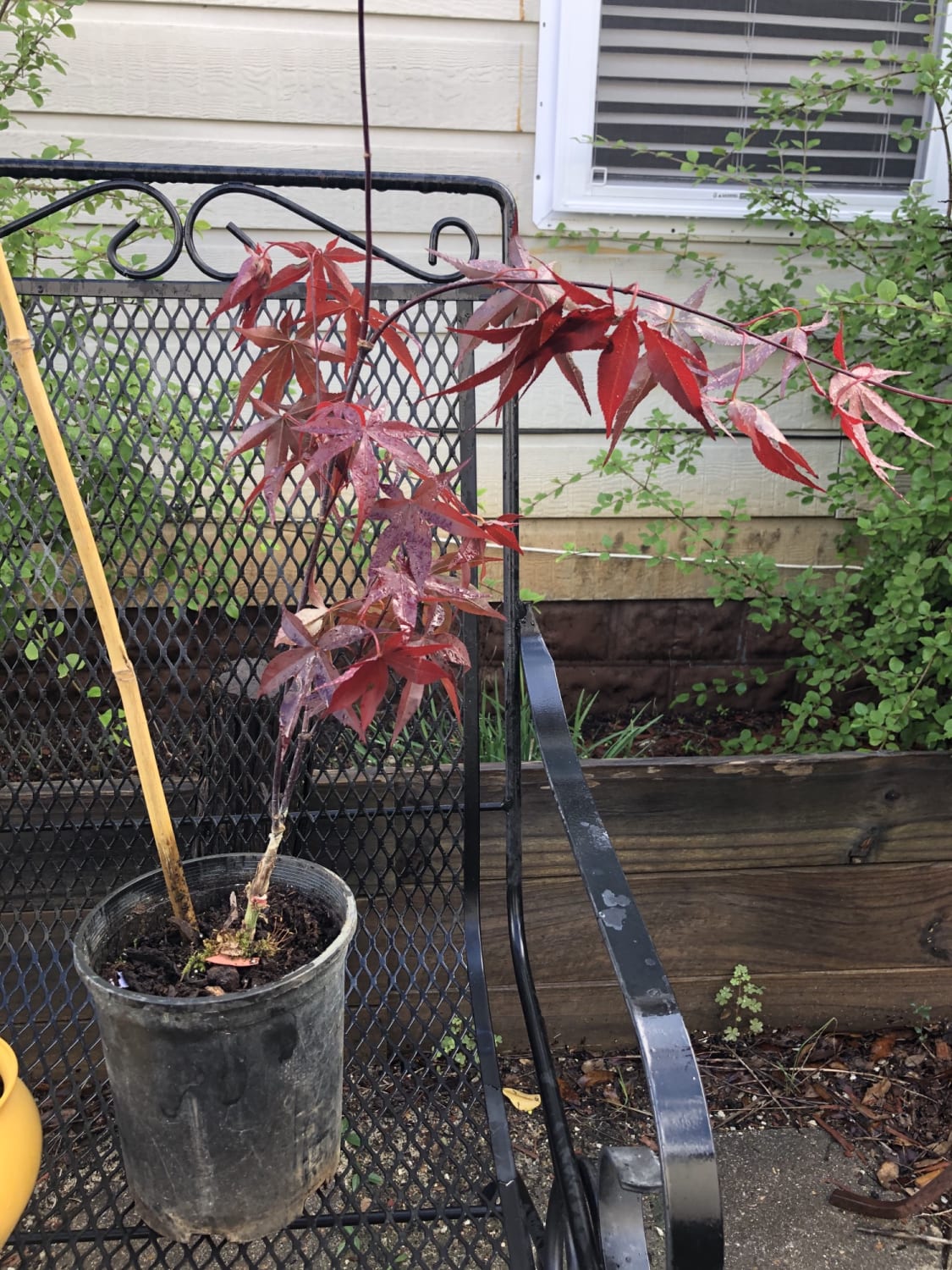 found this japanese maple at walmart for $15, hopefully it can turn into something nice!