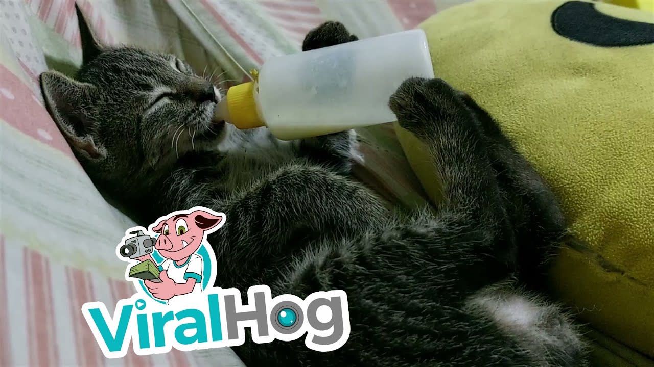 Adopted Kitten Suckles Bottle || ViralHog