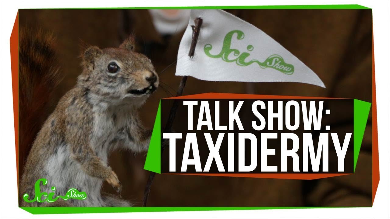 Learn To Taxidermy | SciShow Talk Show