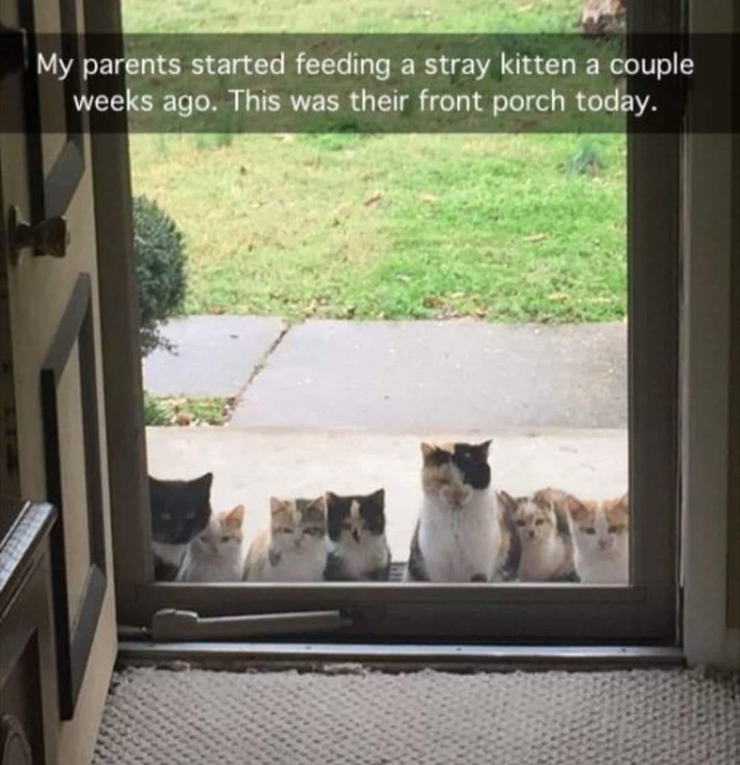 Parents feeding stray cats