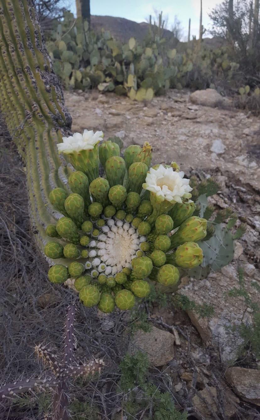 My friend in Tucson, AZ took this pic of a bloomin’ saguaro!