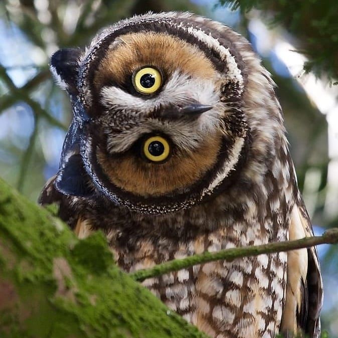 Long-eared Owl by © Matt Brady . . #birdsofinstagram #kings_birds #elite_raptors #exclusiveshots #nature #exclusivebird … | Owl pet, Owl photos, Pet birds