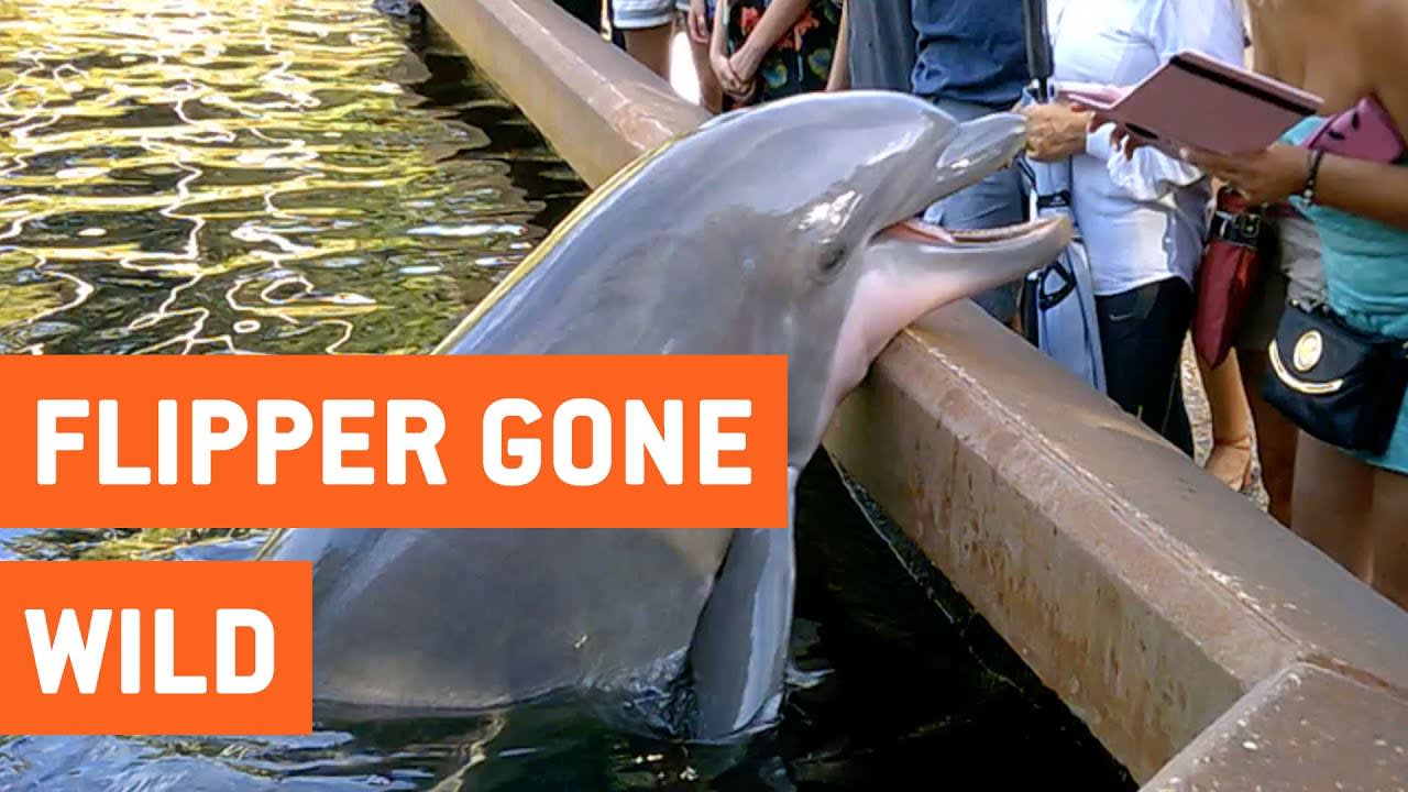 Dolphin Pulls iPad Into Water | Flipper Gone Wild