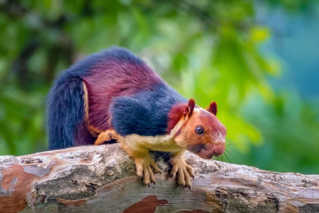 The Malabar Squirrel is one of the largest in the world: they live in the mountain forests of India