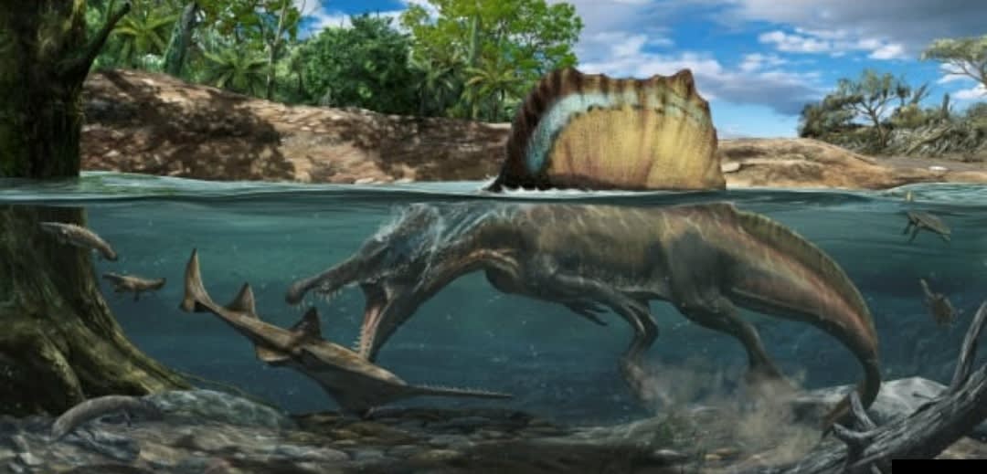 Spinosaurus, the largest-known carnivorous dinosaur. Link in comments.