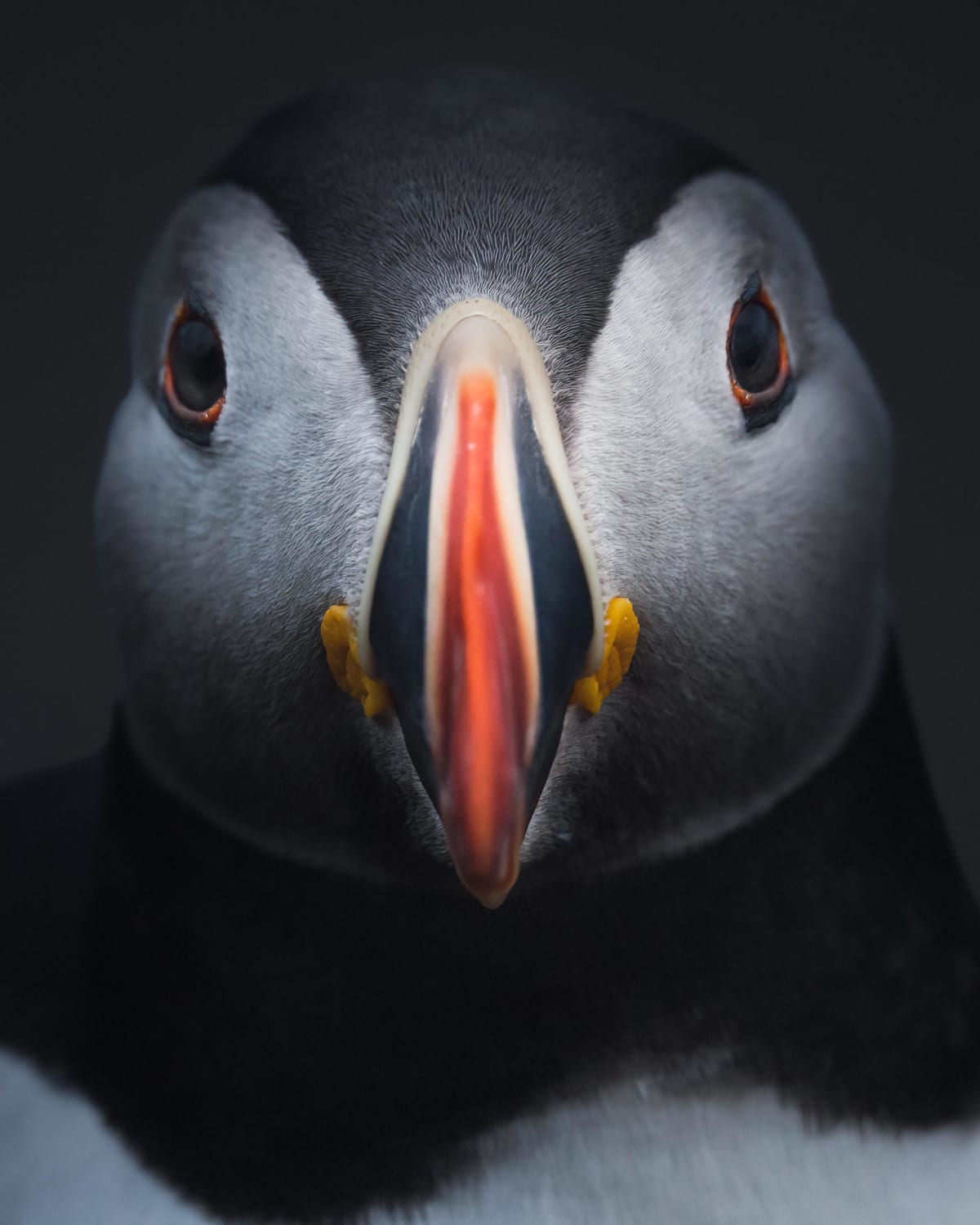 Puffin,Me,Photography,2022