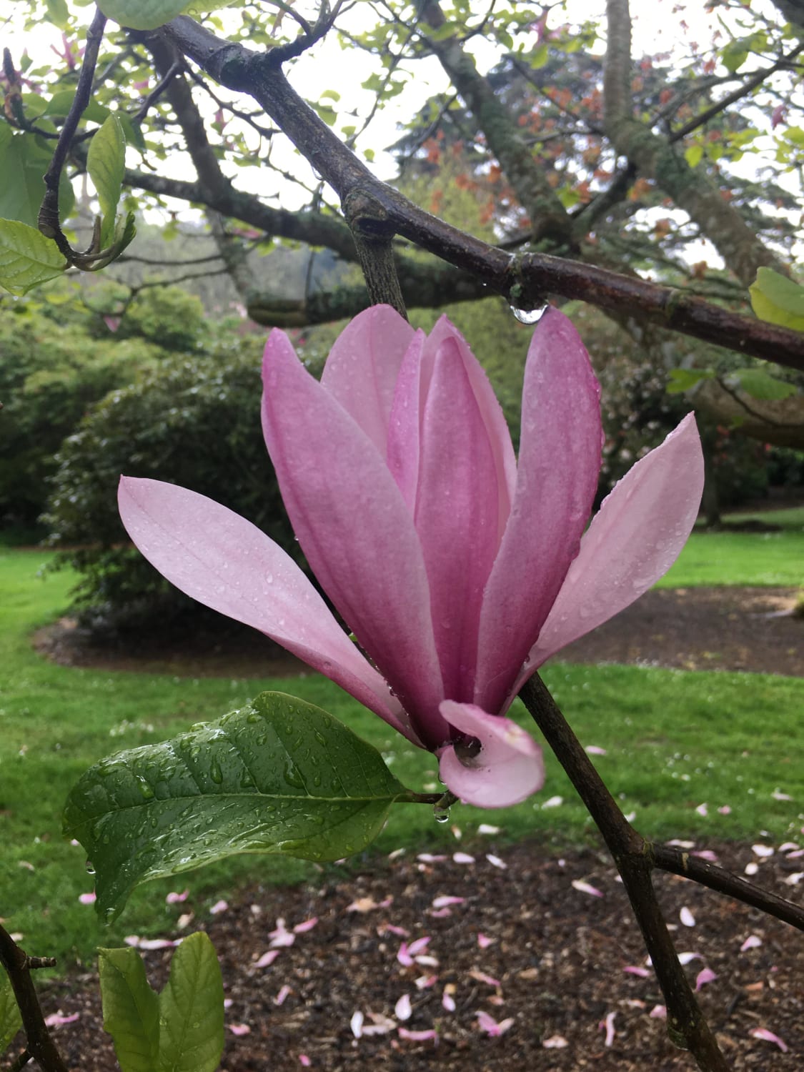 Lily magnolia in the rain