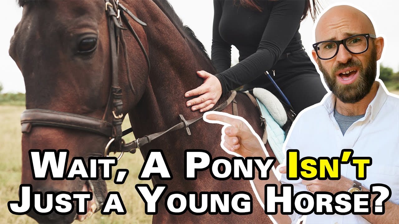 What's the Difference Between a Pony and a Horse, and a Donkey and a Mule?