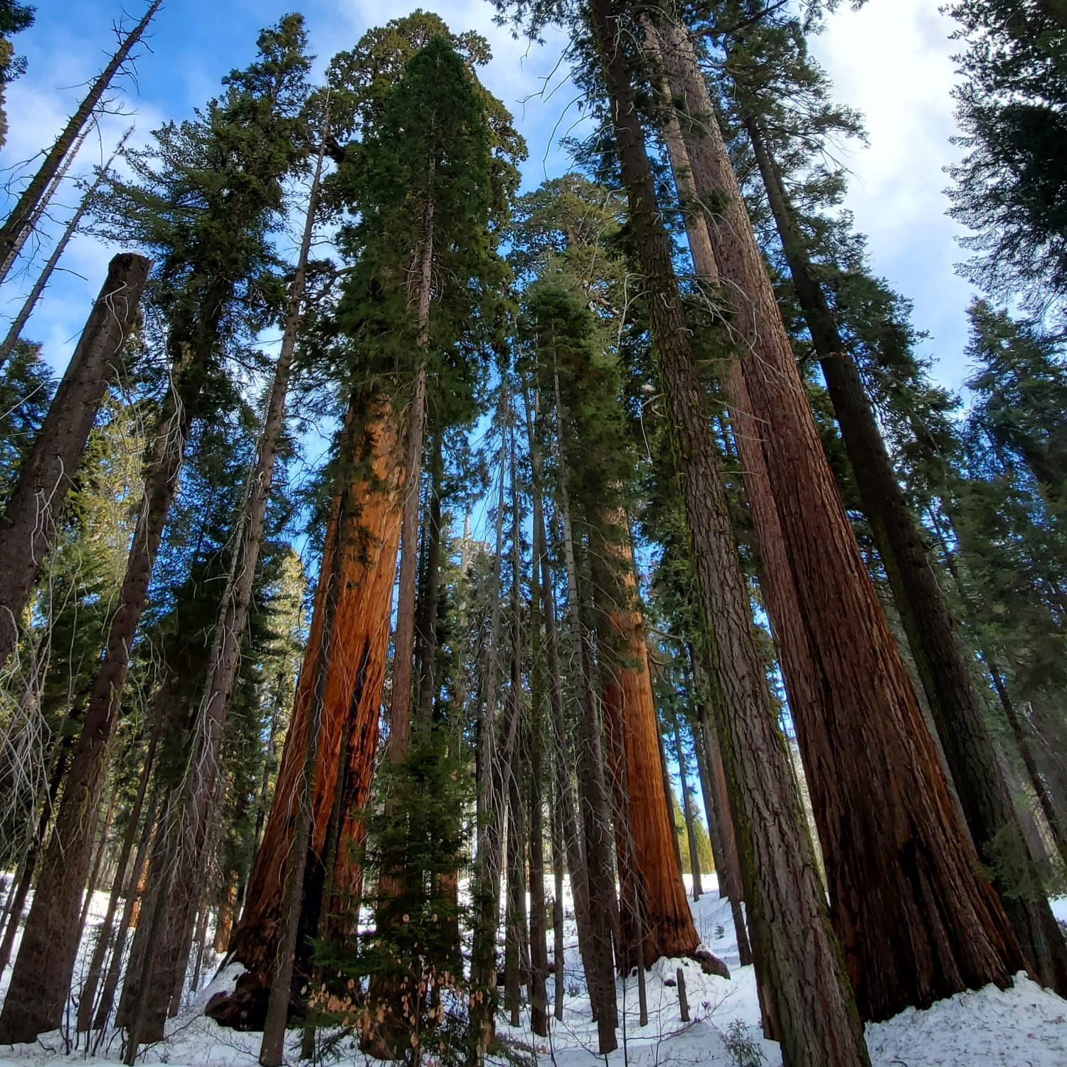 Walking among giants, Sequoia National Park, CA, USA