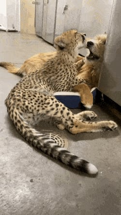 A cheetah cub messing around with their pupper companion