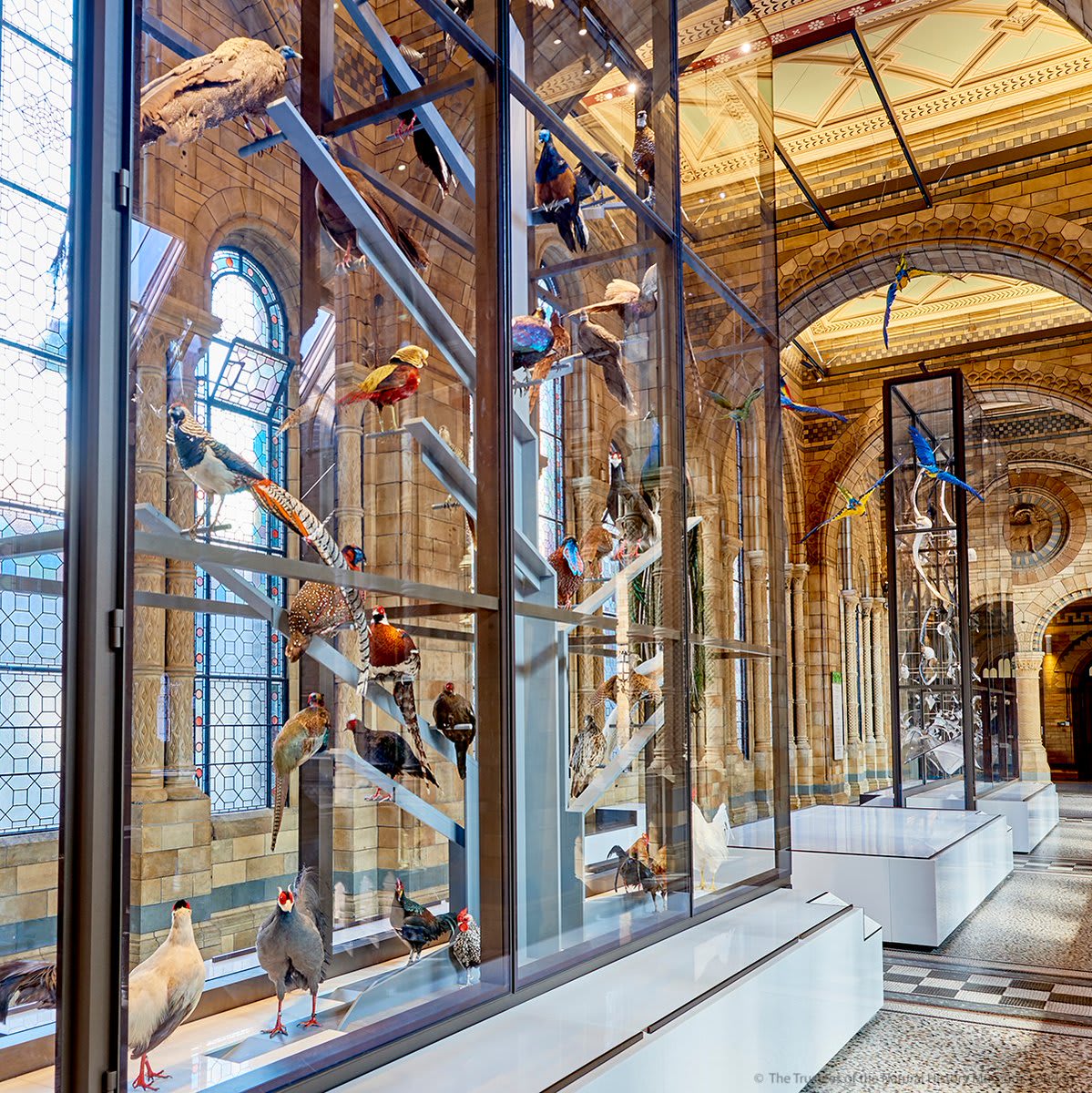 A midweek glimpse into our galleries, for anyone missing them as much as we are: up on Hintze Hall's balcony, you'll find two showcases displaying taxidermy birds - one for Procellariiformes (an order of more than 125 seabirds) and one for Phasianidae (the pheasant family).