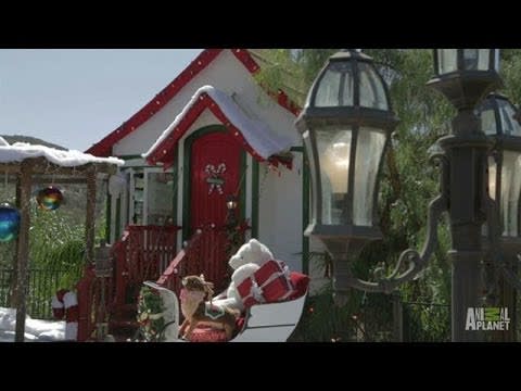 Santa's Sunny Workshop | Treehouse Masters