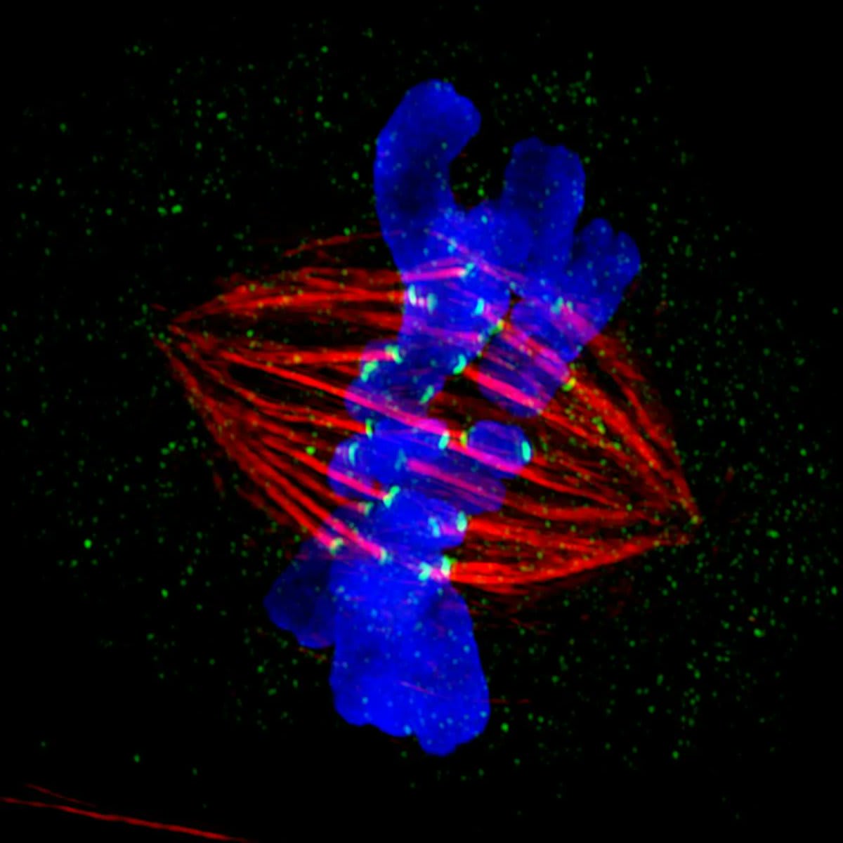 Ghostly blue chromosomes are joined by green kinetochores to supporting red spindles that will drag each of the duplicate genetic molecules into opposite directions, to be encased into newly formed cells, during cell division. 📷 Jane Stout/Indiana University/ZEISS Microscopy