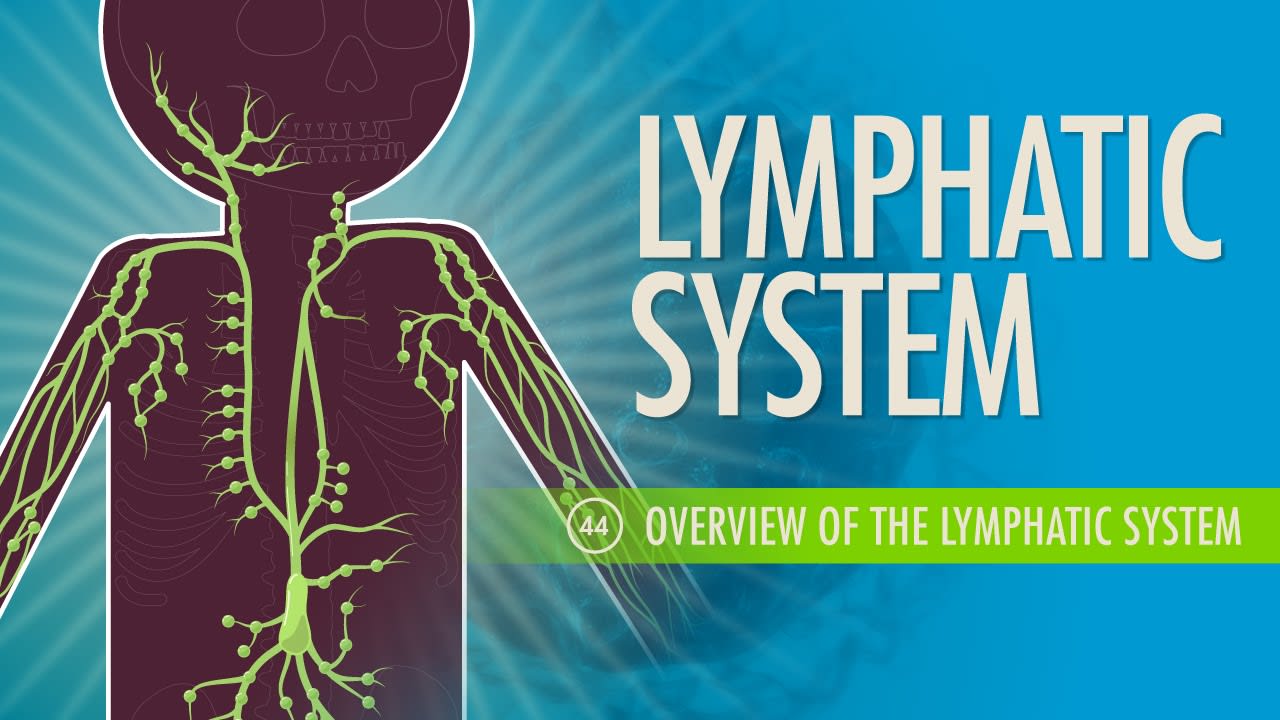 Lymphatic System: Crash Course A&P #44