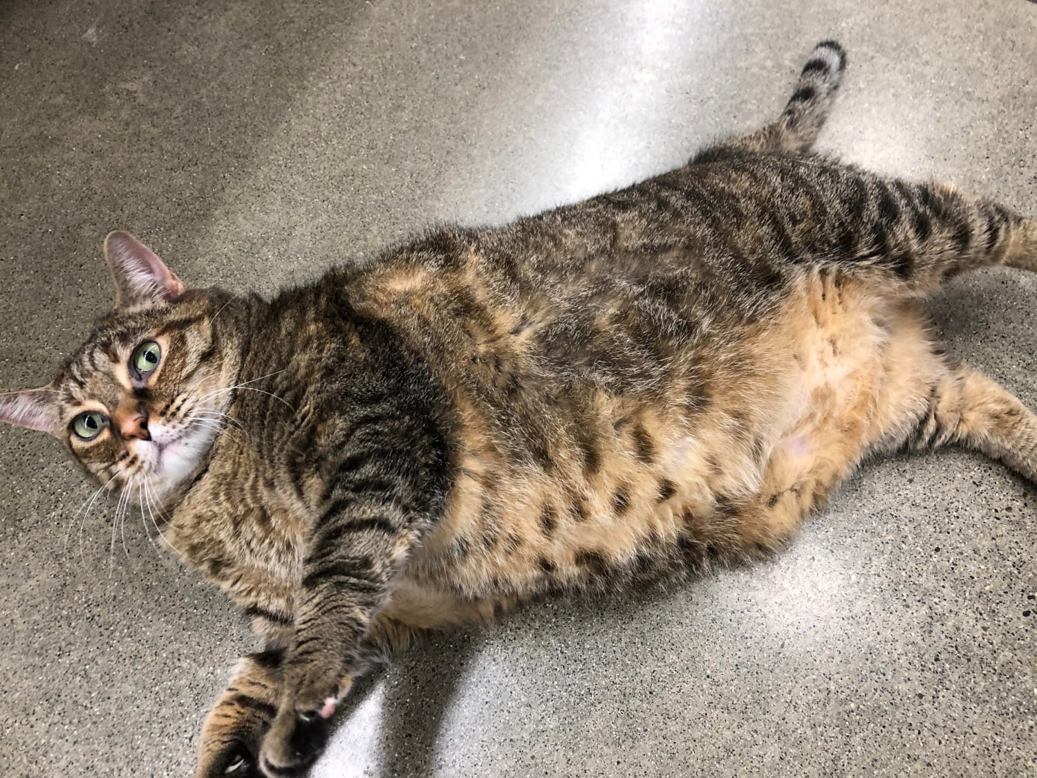 This 19-pound girl just got adopted today!