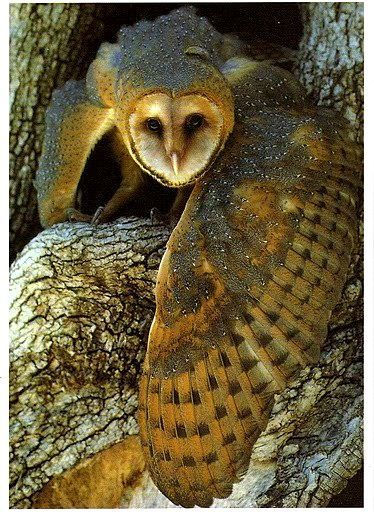 60 Cute Owl Pictures – Some Interesting Pictures For You To Enjoy - Tail and Fur