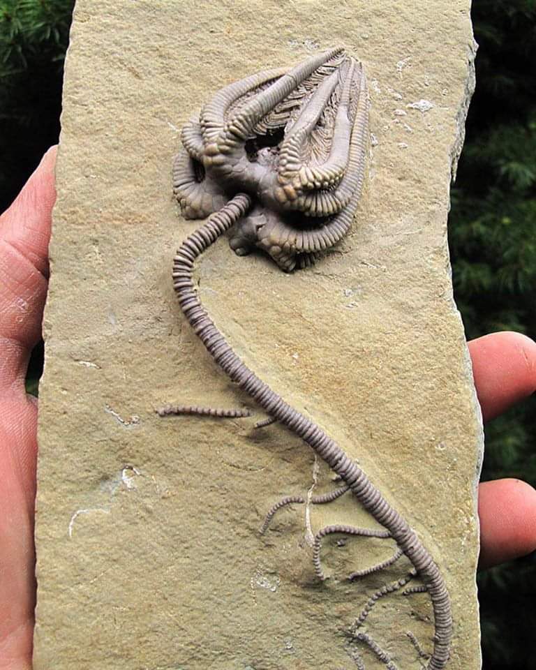 A Flawless Intact Fossil of a Cronoid.