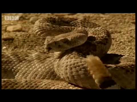 A snake's best friend - Deadly Vipers - BBC animals