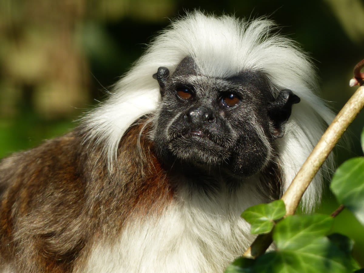 Native to forests in northwestern Colombia, the cotton-headed tamarin only grows to a max of ~1 lbs (0.5 kg). It’s one of South America’s most endangered primates, with deforestation and trapping for pet trade posing the biggest threats. [: christophlorse, flickr]