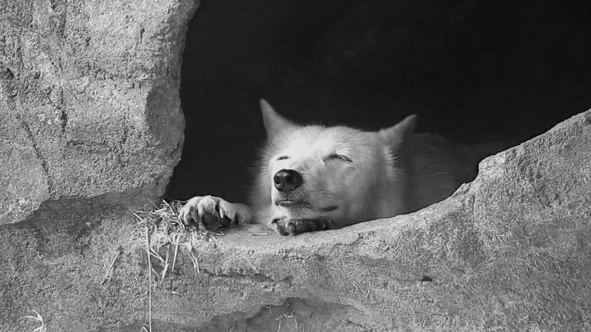 Dreaming of a world where no wolf cowers on the edge of extinction. StandForWolves Curl up with Alawa now via webcam ➡