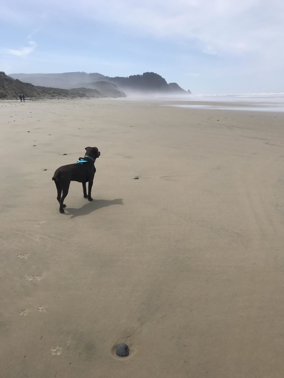 Called in sick to work. Took my newly adopted dog to the beach on a beautiful spring day.