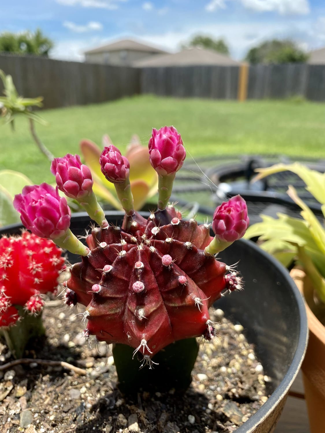 This absolute unit started blooming. Can a moon cactus be saved from eventual grafting death? Help.