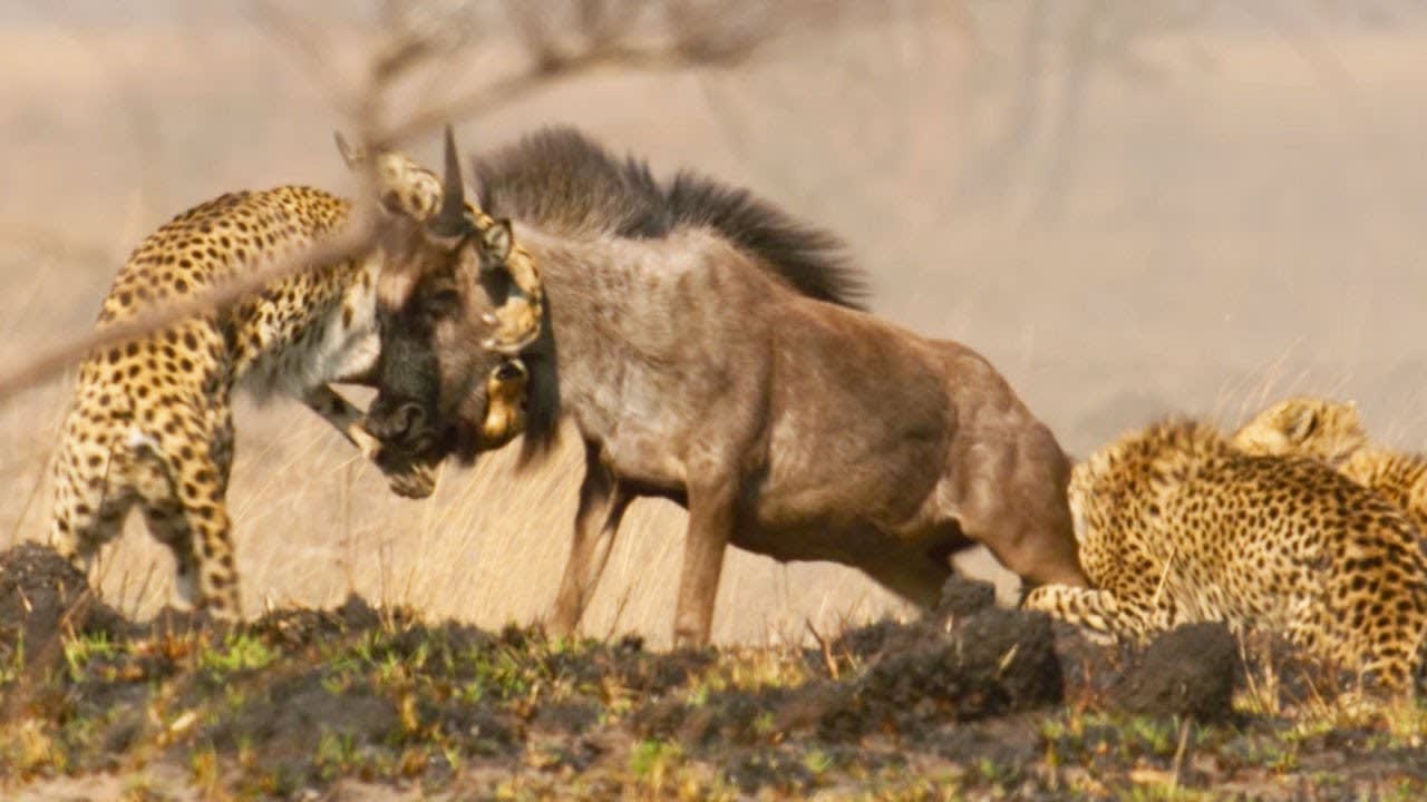 Cheetah Takes on Dangerously Large Prey | Dynasties II | BBC Earth
