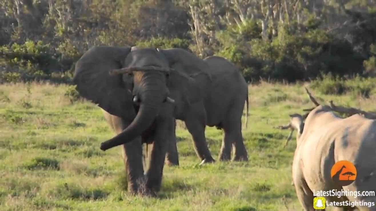 Elephant uses a stick to scare off a Rhino.