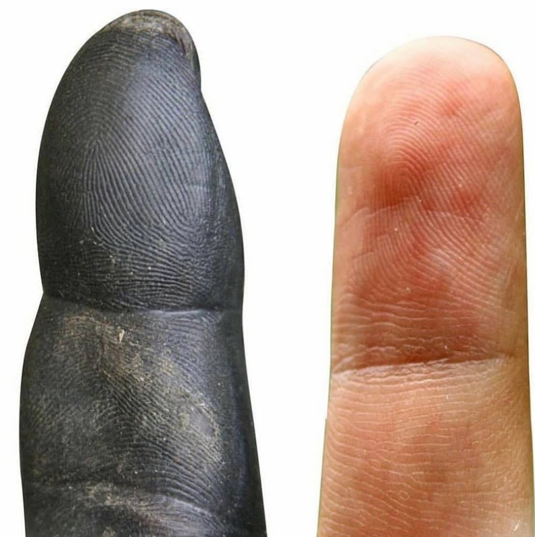 chimpanzee fingertip vs human fingertip