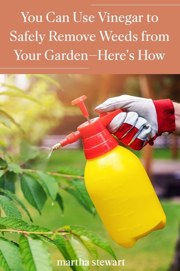 You Can Use Vinegar to Safely Remove Weeds from Your Garden—Here's How