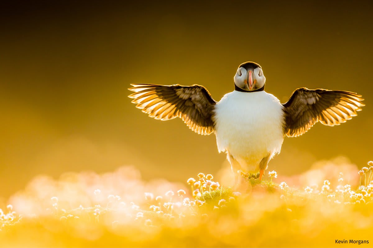 Wings of Gold ☀️ Birds | 📸 Kevin Morgans Atlantic puffin “Wings of Gold” Fair Isle in Shetland, Scotland National Wildlife Magazine's 2021 Photo Contest Honorable Mentions 📲