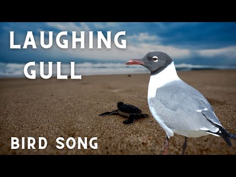 Laughing Gull Bird Song, Bird Call, Bird Sound, Bird Calling Chirps, Listen Birds Chirping Melody