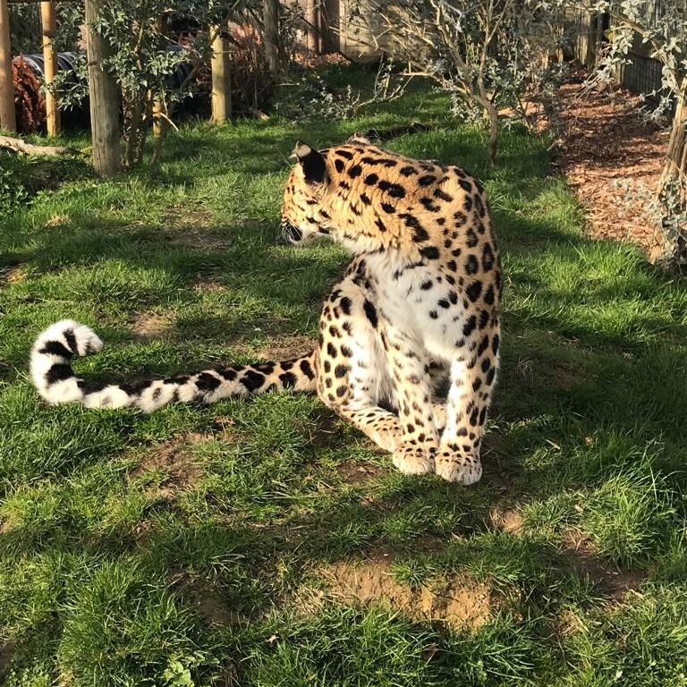 It may be chilly but our cats are loving the spring sunshine this afternoon! Here is a big hello from our gorgeous girl Xizi ☀️