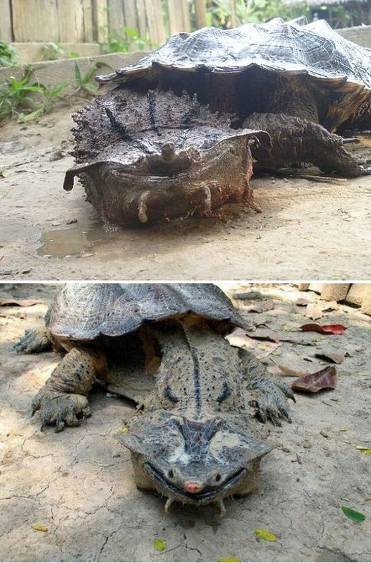 The Mata Mata Turtle Found mostly in South America. Its shell resembles bark, and its head resembles fallen leaves, making it an expert at camouflage. It is also an expert at looking like my nightmares.