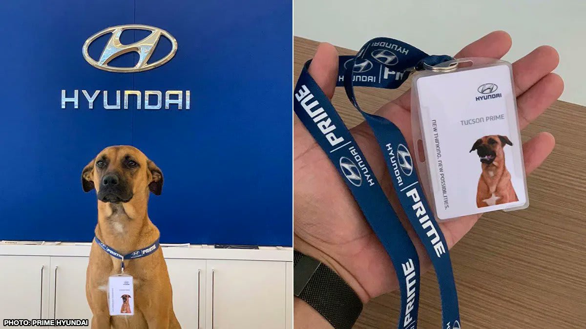 In 2020, a stray dog kept returning to a Hyundai Prime dealership in Brazil, so the staff eventually gave him a 'job' and his own employee badge He goes by Tucson Prime, and he's a "car consultant" who gives the clients and staff a little extra love