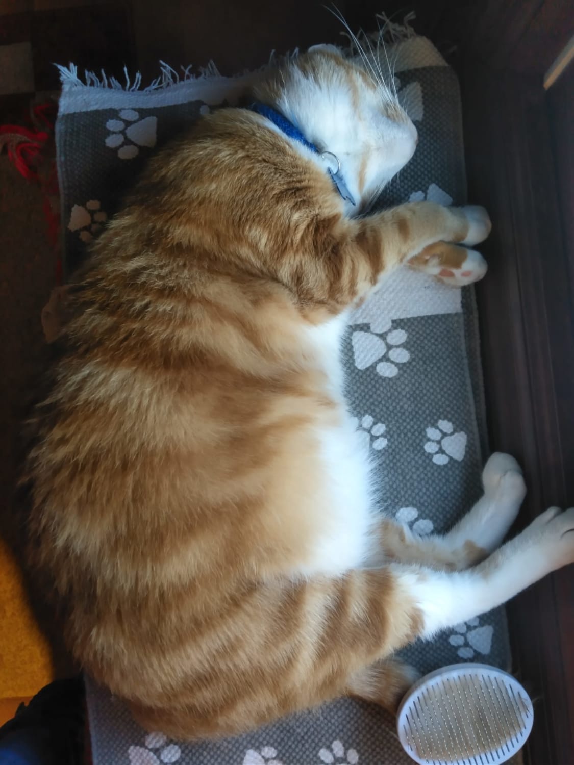 My adopted 2 year old chonker on his journey to lose 2-3 pounds