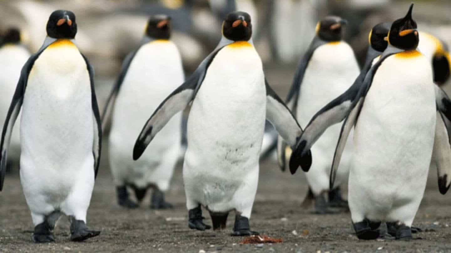 Scientists Put Penguins on a Treadmill to Learn About Their Waddle