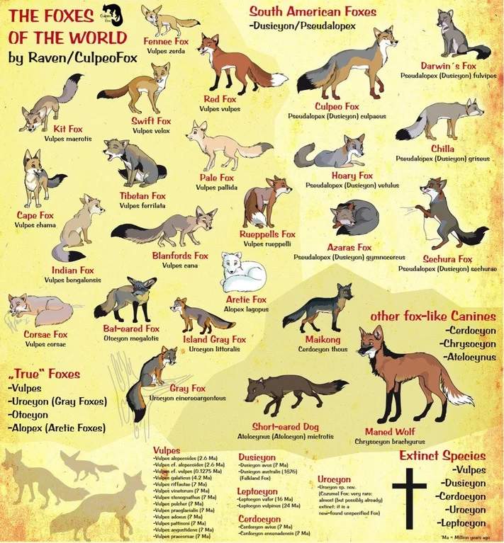 Guide to all the different species of Foxes