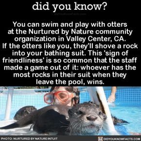 Did You Know?’s Instagram post: “Bucket List Status ✔️ #awesome #bucketlist #cool #animals #otters ➡Download our free App: [LINK IN BIO]”