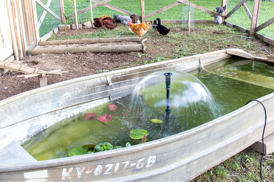 DIY Chicken Run Ideas and Accessories