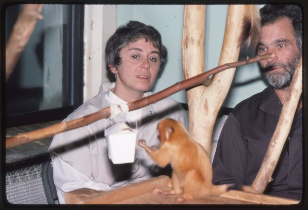 In 1972, golden lion tamarins were facing extinction. It was estimated that there were only about 200 individuals left in the wild. That’s when @NationalZoo’s Dr. Devra Kleiman stepped in to establish the Golden Lion Tamarin Conservation Program. (:SIA16-165)